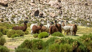 草原上的一群骆驼