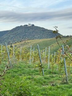 田园风光中的葡萄种植地