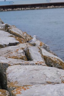 海边嶙峋岩石景观