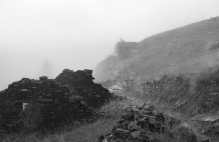 山间雾景中的植被景观