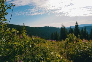 山间绿野 阳光洒落美景