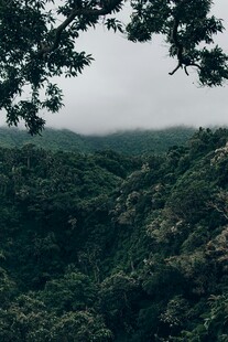 山林云雾缭绕美景