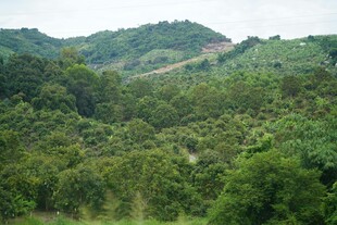山林葱郁的自然美景