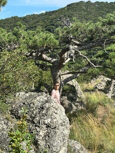 山间孤松屹立于岩石旁