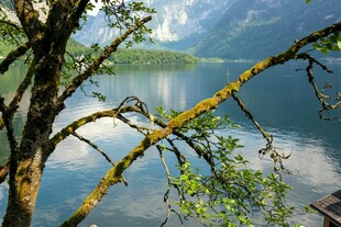 湖畔老树 湖光山色美景
