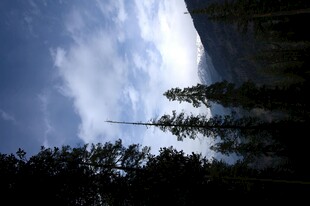 仰望天空下的茂密树木