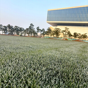 广阔绿地旁的现代建筑