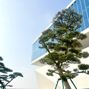 现代建筑旁的造型松树