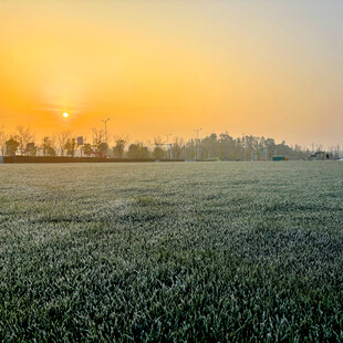 日出下的广袤绿色田野