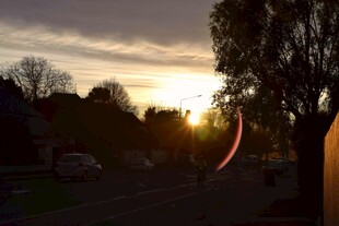 夕阳下的街道与树木