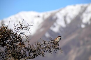 枝头小鸟与远处雪山