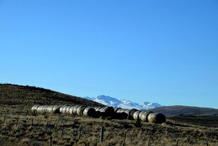 草原上的牛群与远山蓝天