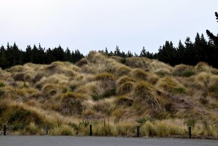 山坡上的茂密草丛景观