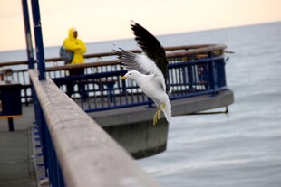 海鸥在码头展翅欲飞