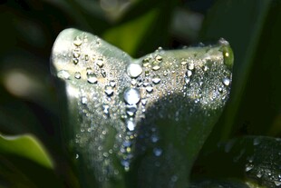 叶片上晶莹的露珠