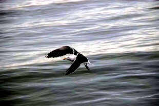 水面上飞翔的两只小鸟