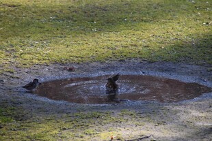 草地上的小水坑