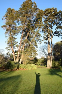 阳光下草地树木与长影