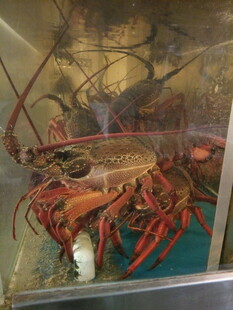 巨型龙虾标本展示