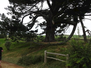 古老大树屹立于开阔草地