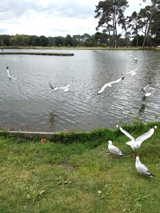 湖畔群鸟嬉戏的自然美景
