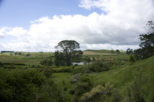 田园风光中的葱郁草地