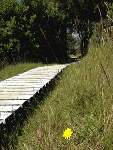 林间木板小径与黄色小花