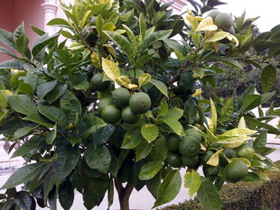 绿叶间的青柑橘树