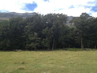 草原树林风景图