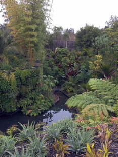 静谧的自然植物景观
