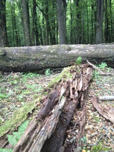 森林中腐朽的倒地树干