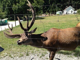 草地上的大角鹿
