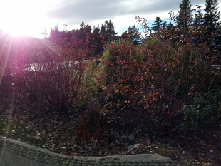 秋日林间阳光美景