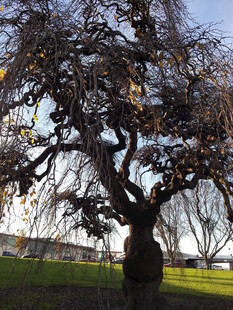 老树傲立 尽显岁月沧桑