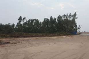 空旷土路旁的茂密树林