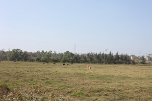 广袤田野与远处树林景观