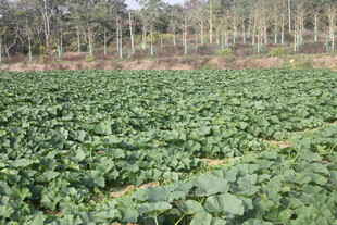 绿色蔬菜田 生机盎然