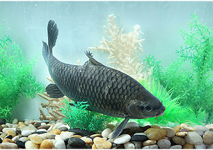 鱼缸中的黑色观赏鱼