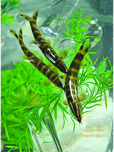 水族箱中的条纹观赏鱼