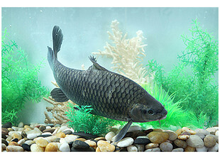 鱼缸中的黑色大鱼