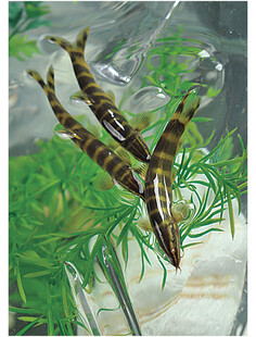 水族箱中的条纹观赏鱼