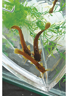 玻璃缸中的灵动小鱼