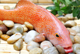 橙红色鱼静卧多彩石子间