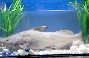 水族箱中的大型鲶鱼