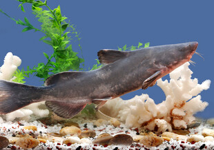 水族箱中的神秘鲨鱼