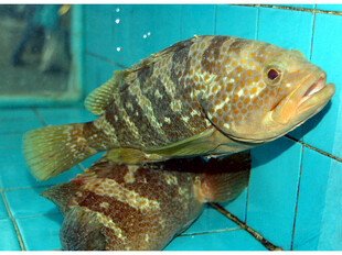 缸中多彩石斑鱼