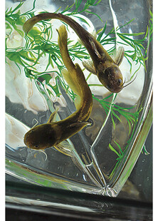 玻璃缸中的灵动小鱼