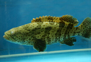 深海斑点石斑鱼特写