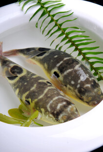 碗中灵动的斑纹鱼