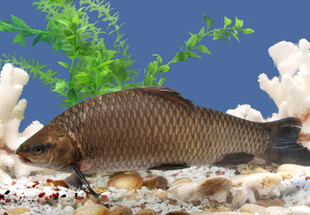 水族箱中的褐色鱼类